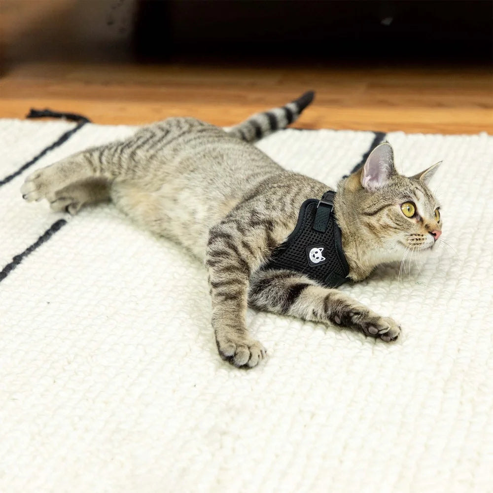 Adjustable Mesh Cat Harness And Leash Set 5 To 10 Lb Cats