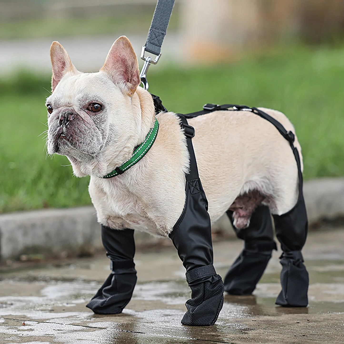 Guangdong All Weather Dog Pants With Paw Protector Strap