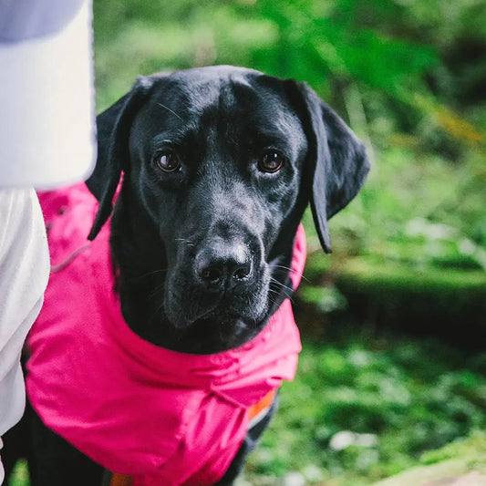 Hign-concerned Waterproof Small Dog Coats Warm Jackets