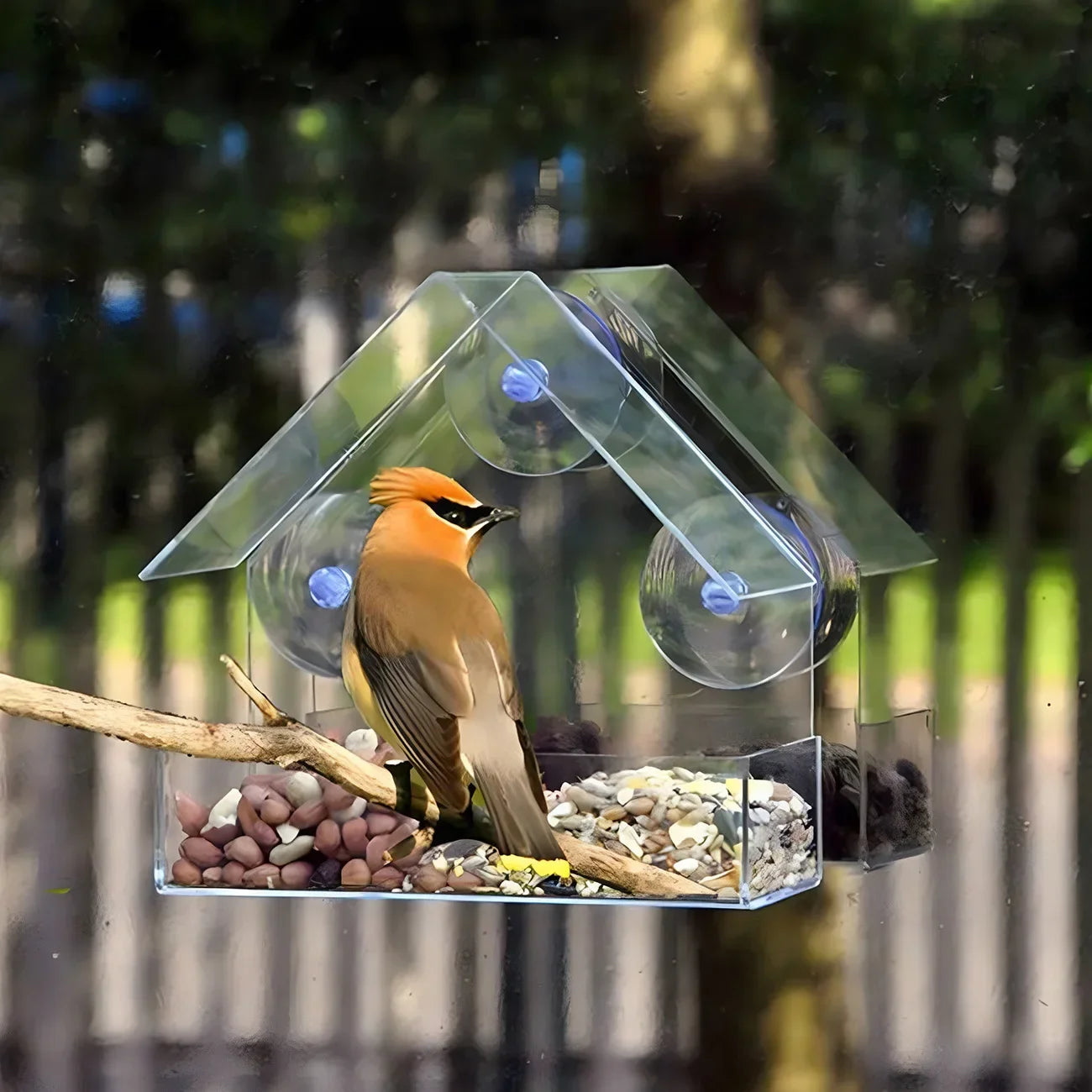 Transparent Window Bird Feeder With Suction Cups And Tray