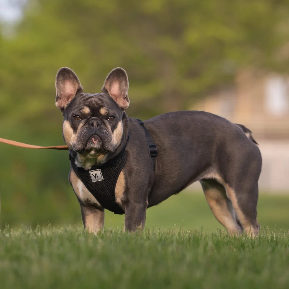 Adjustable Reflective Dog Harness Medium Dogs Soft Mesh
